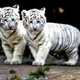 Illustration for article titled Caturday - Panthera tigris Edition